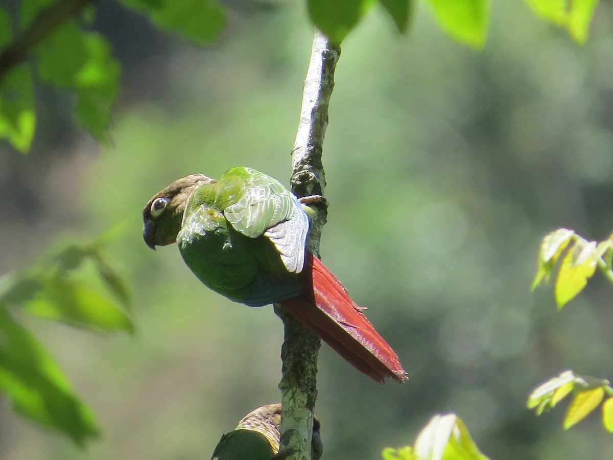 Green-cheeked Parakeet - ML645548031