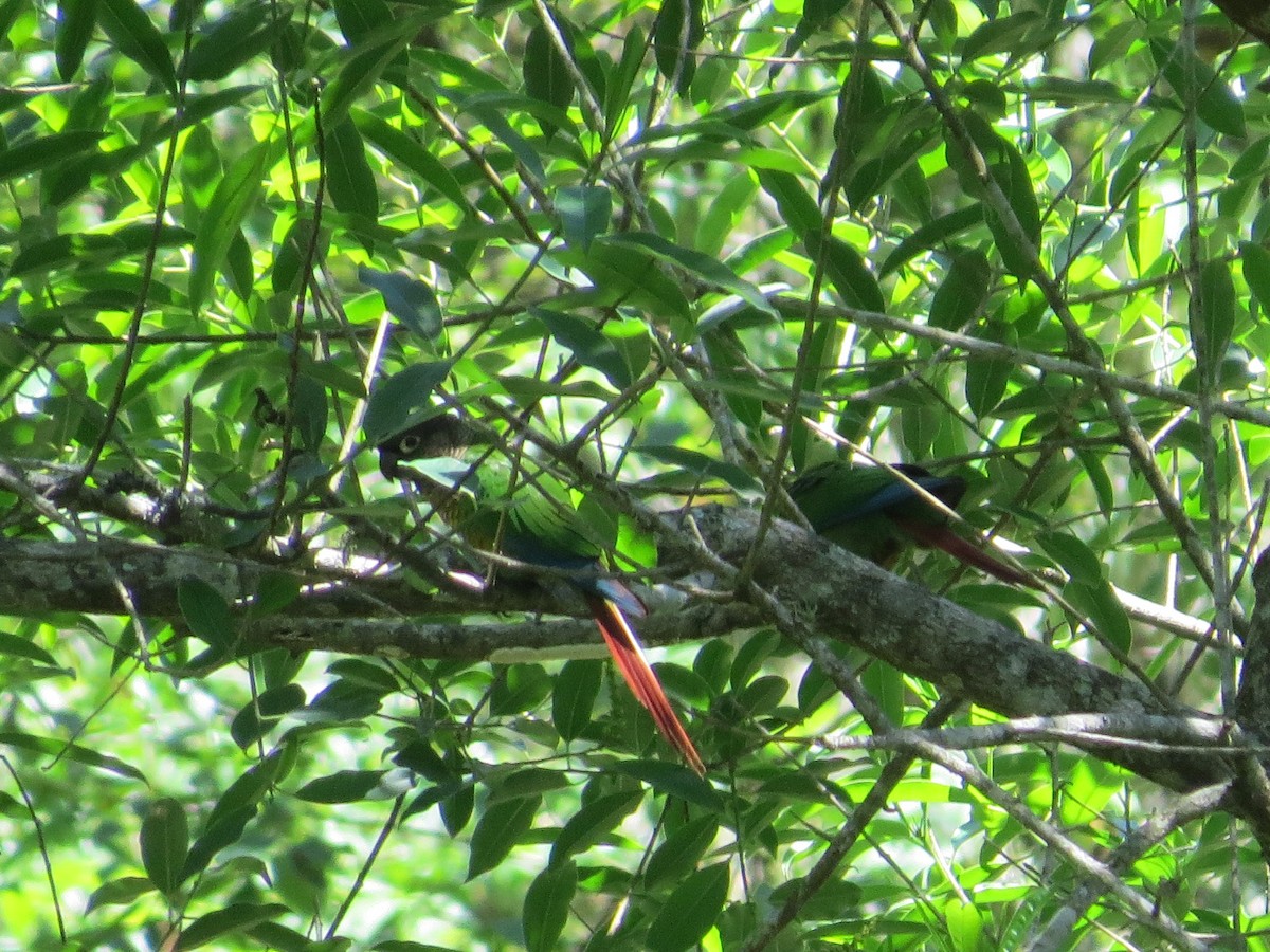 Green-cheeked Parakeet - ML645548032