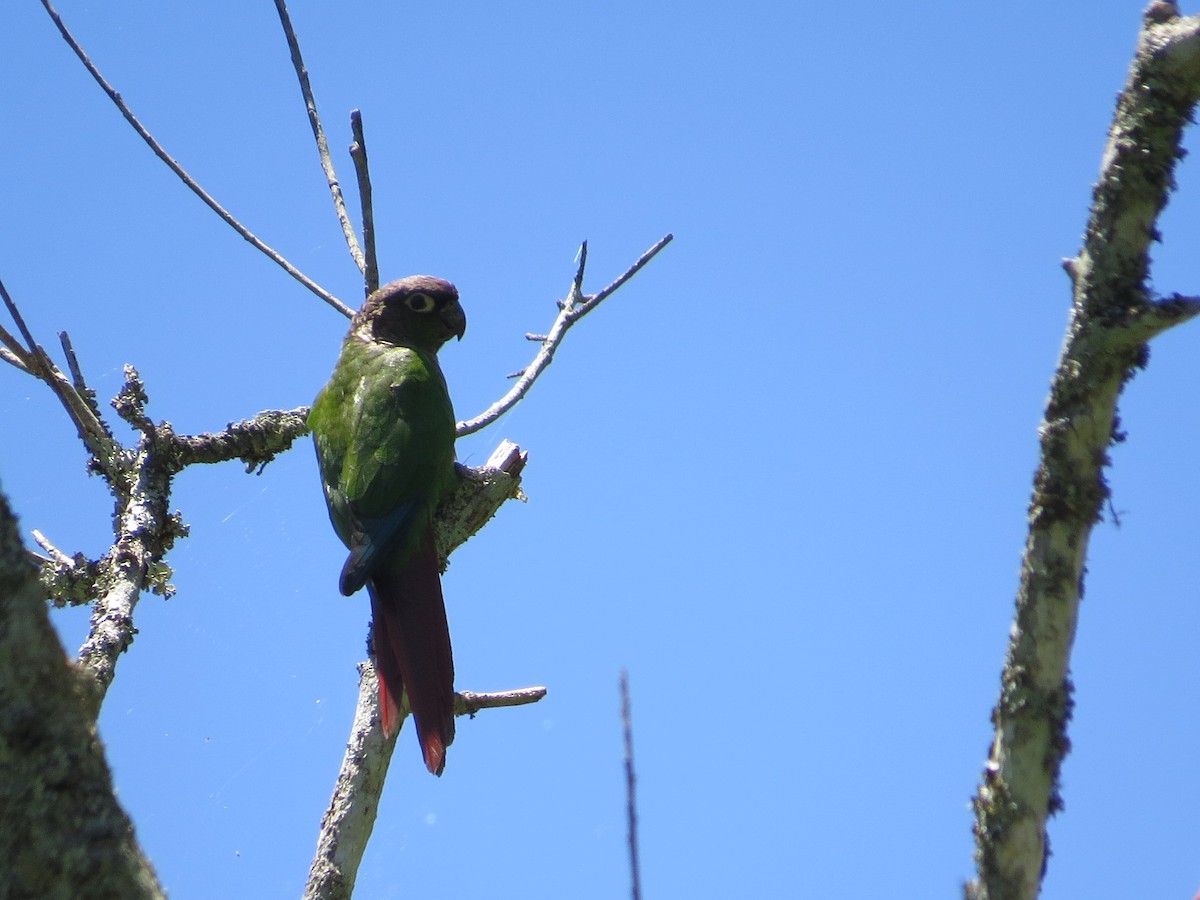 Green-cheeked Parakeet - ML645548033