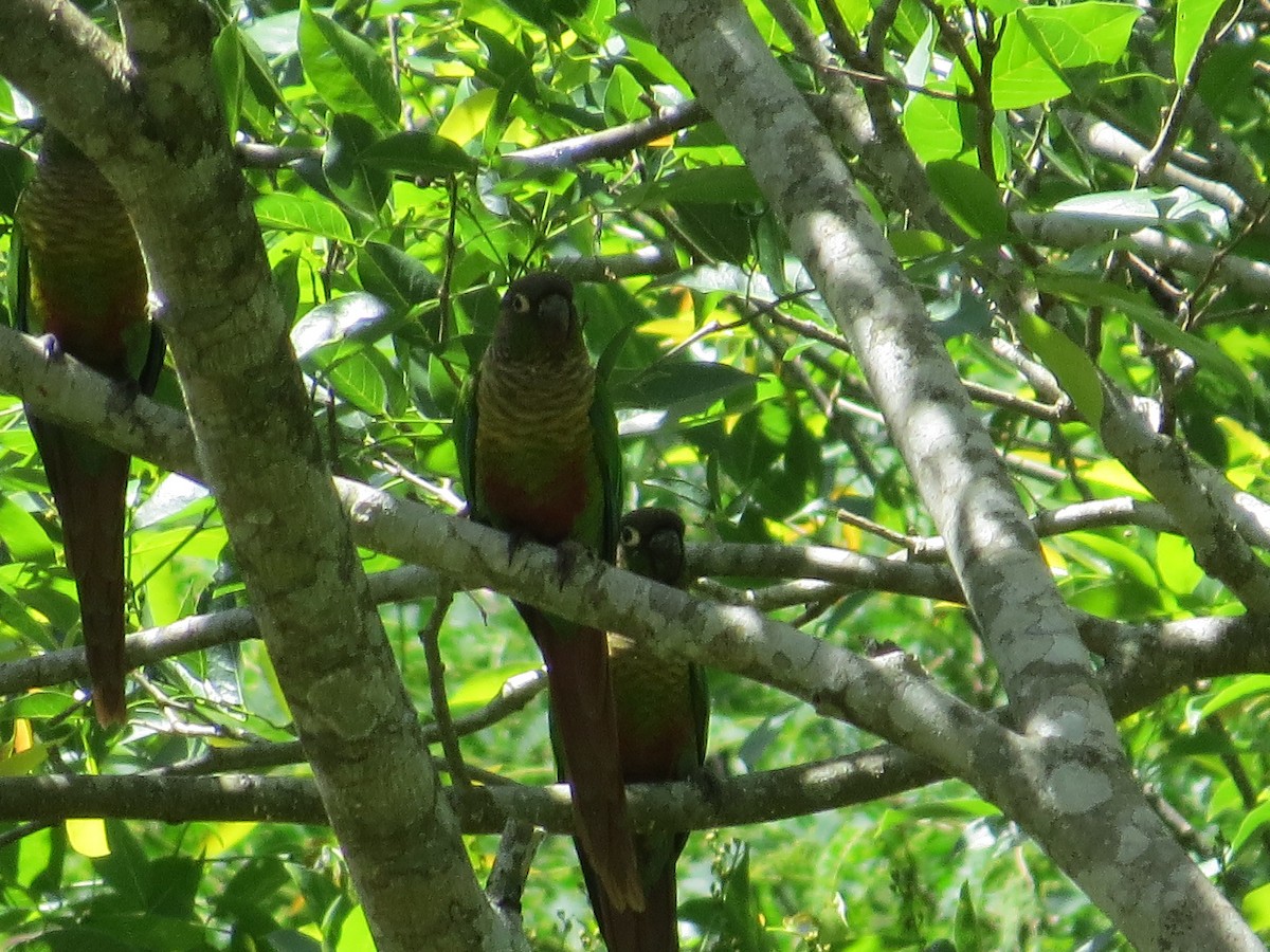 Green-cheeked Parakeet - ML645548034