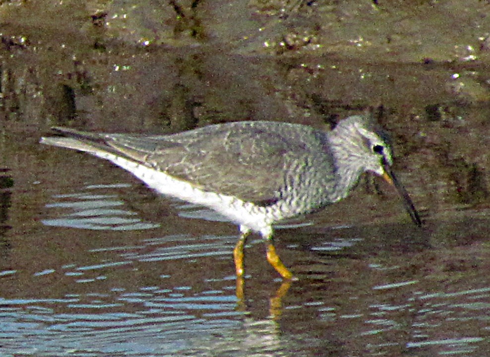 Chevalier de Sibérie - ML645548035