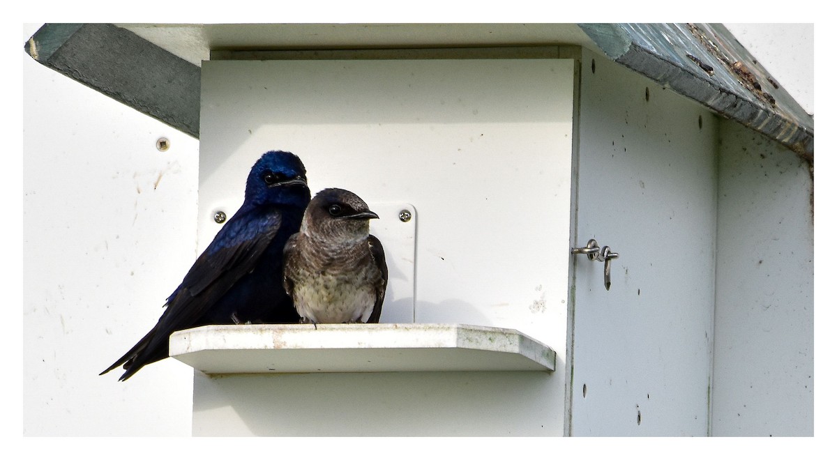Purple Martin - ML645548036