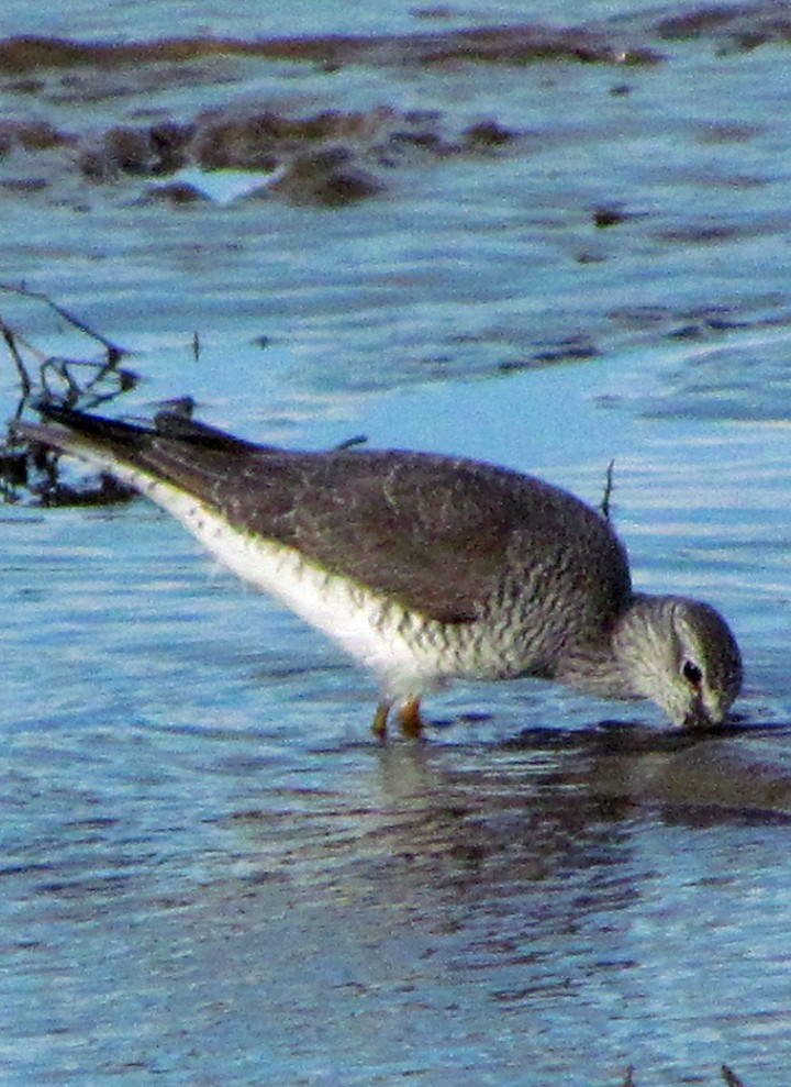 Chevalier de Sibérie - ML645548042
