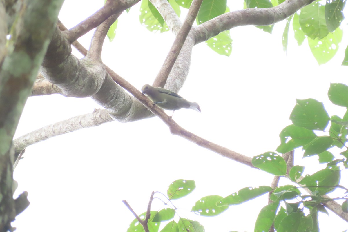 Palm Tanager - ML645548043