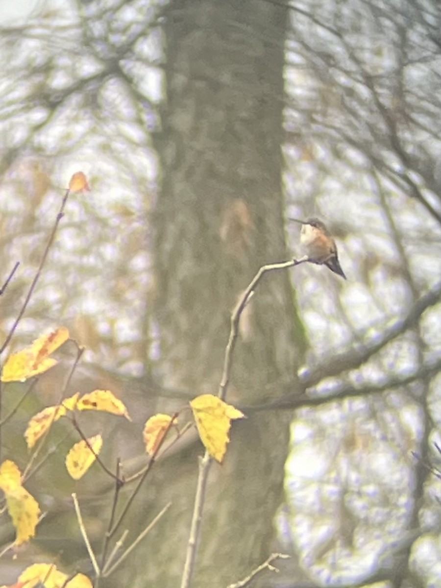 Rufous Hummingbird - ML645548051