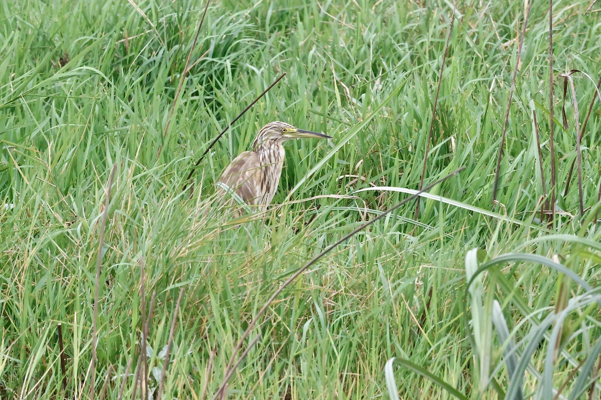 Чапля жовта - ML645548052