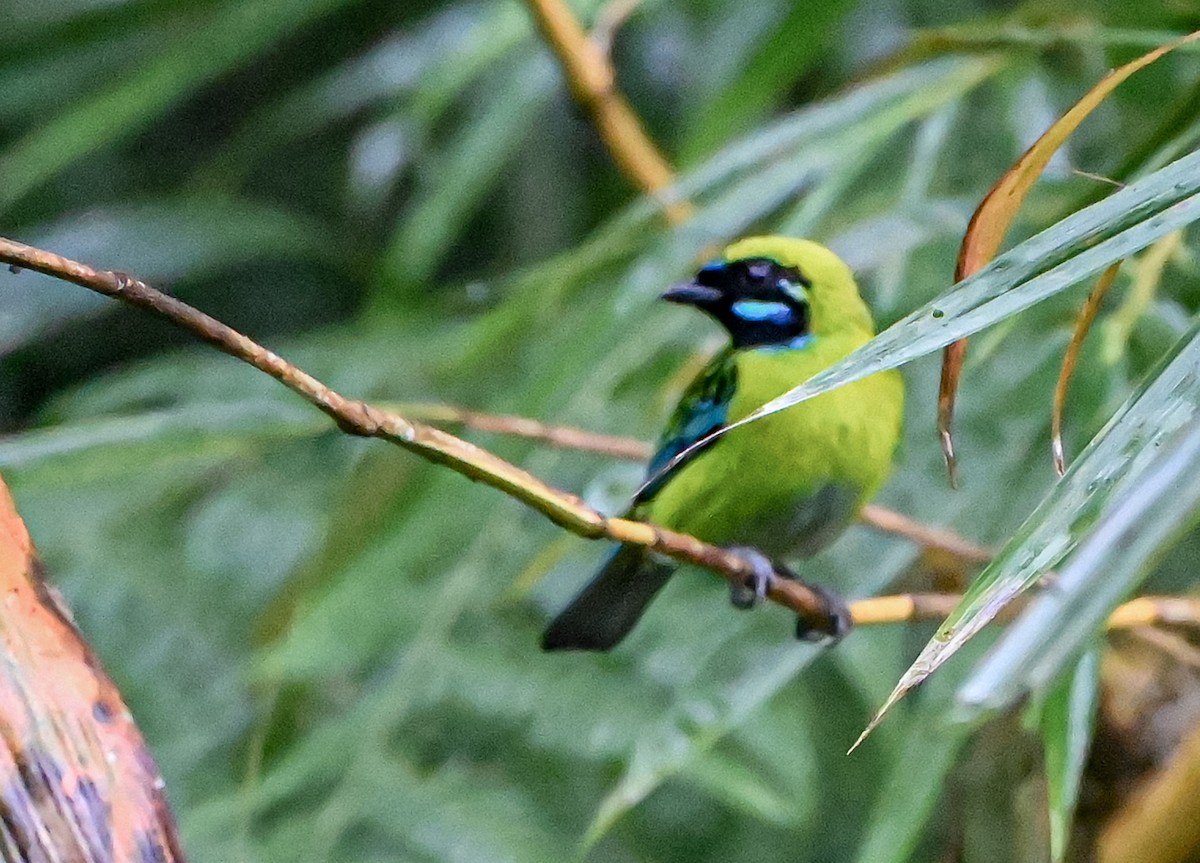 Танагра синьовуса - ML645548053