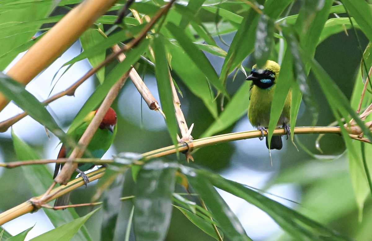 Танагра синьовуса - ML645548054