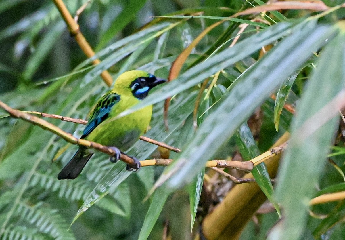 Танагра синьовуса - ML645548055