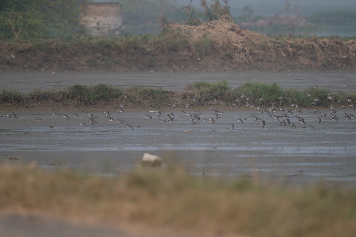 Шилохвіст північний - ML645548056