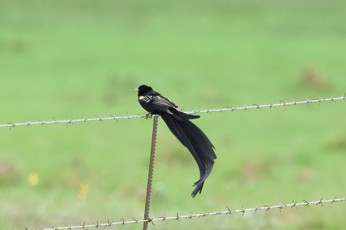 Вайдаг великохвостий - ML645548058