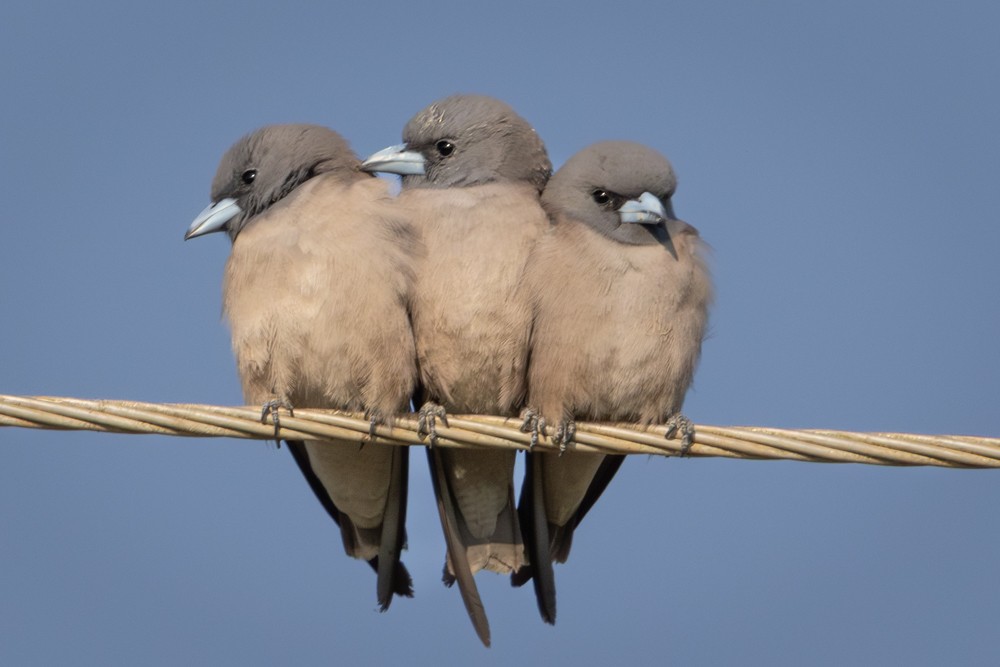 Ланграйн пальмовий - ML645548059