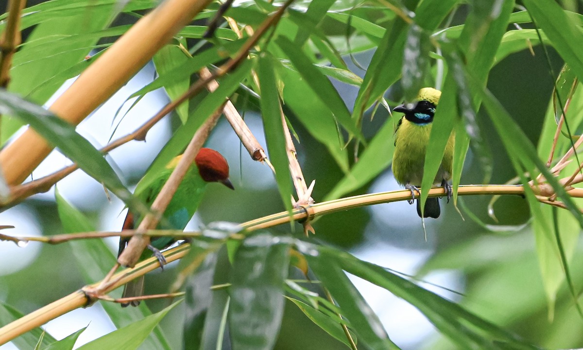 Танагра синьовуса - ML645548061