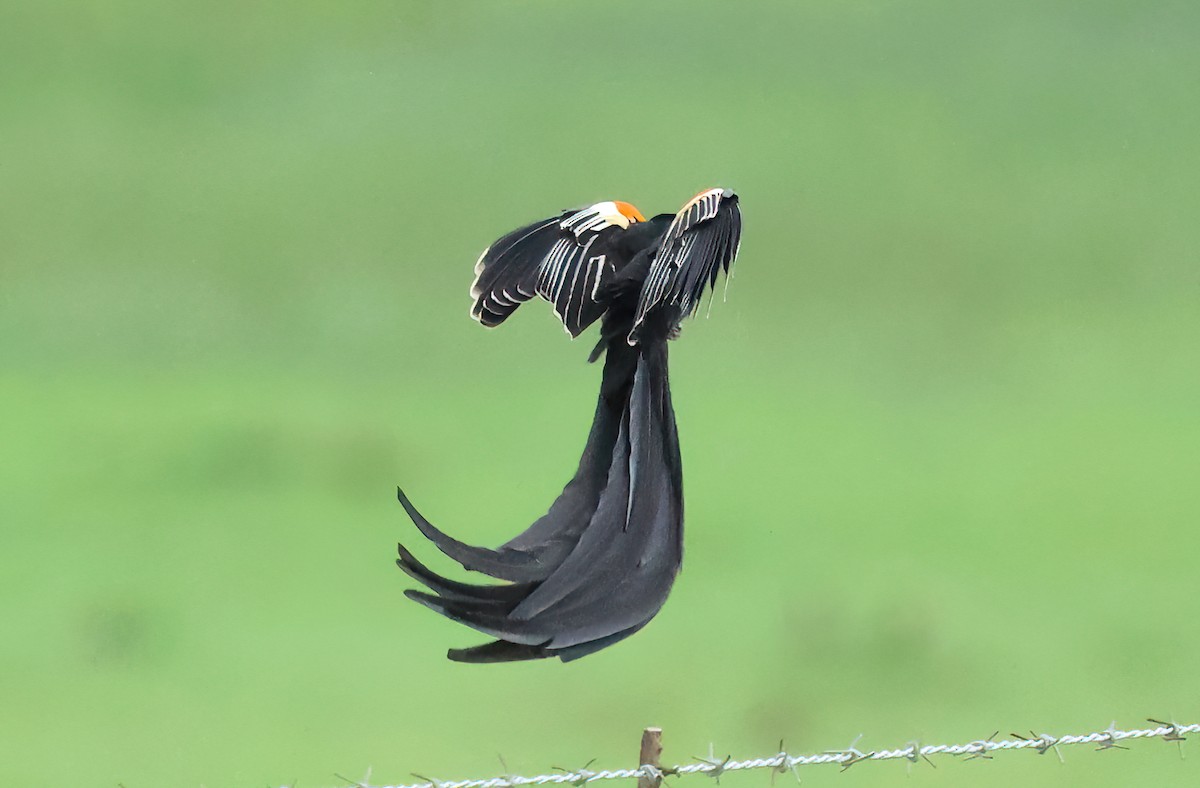 Вайдаг великохвостий - ML645548062