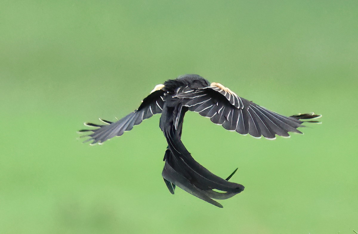 Вайдаг великохвостий - ML645548064