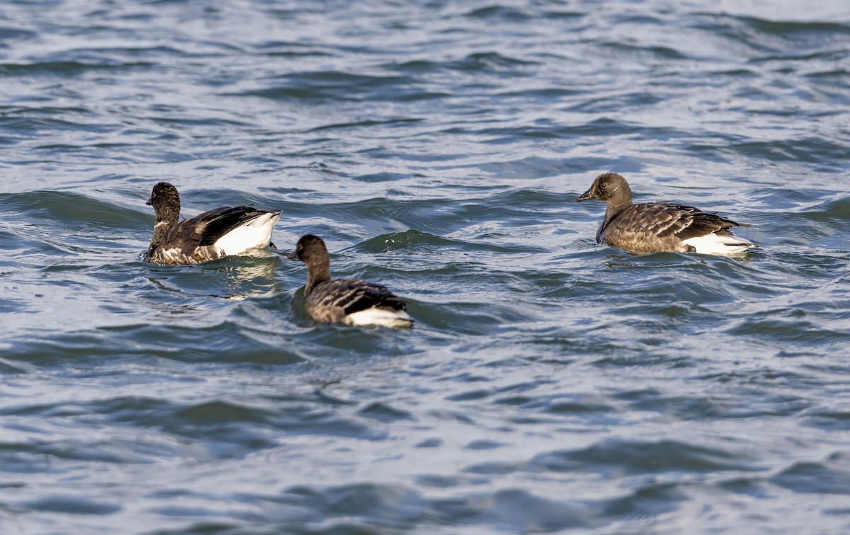 Казарка чорна - ML645548065