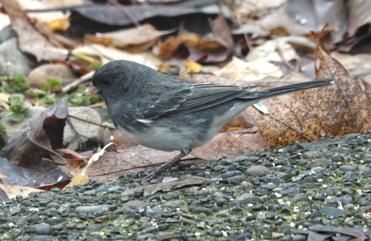 Юнко сірий (підвид hyemalis/carolinensis) - ML645548067