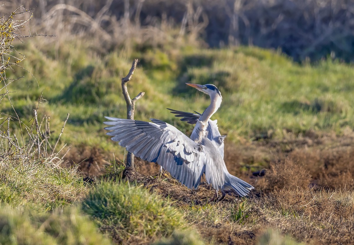 Чапля сіра - ML645548068