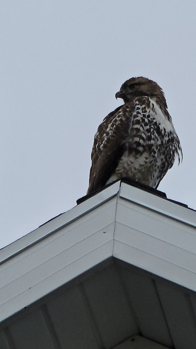 Канюк неоарктичний - ML645548069