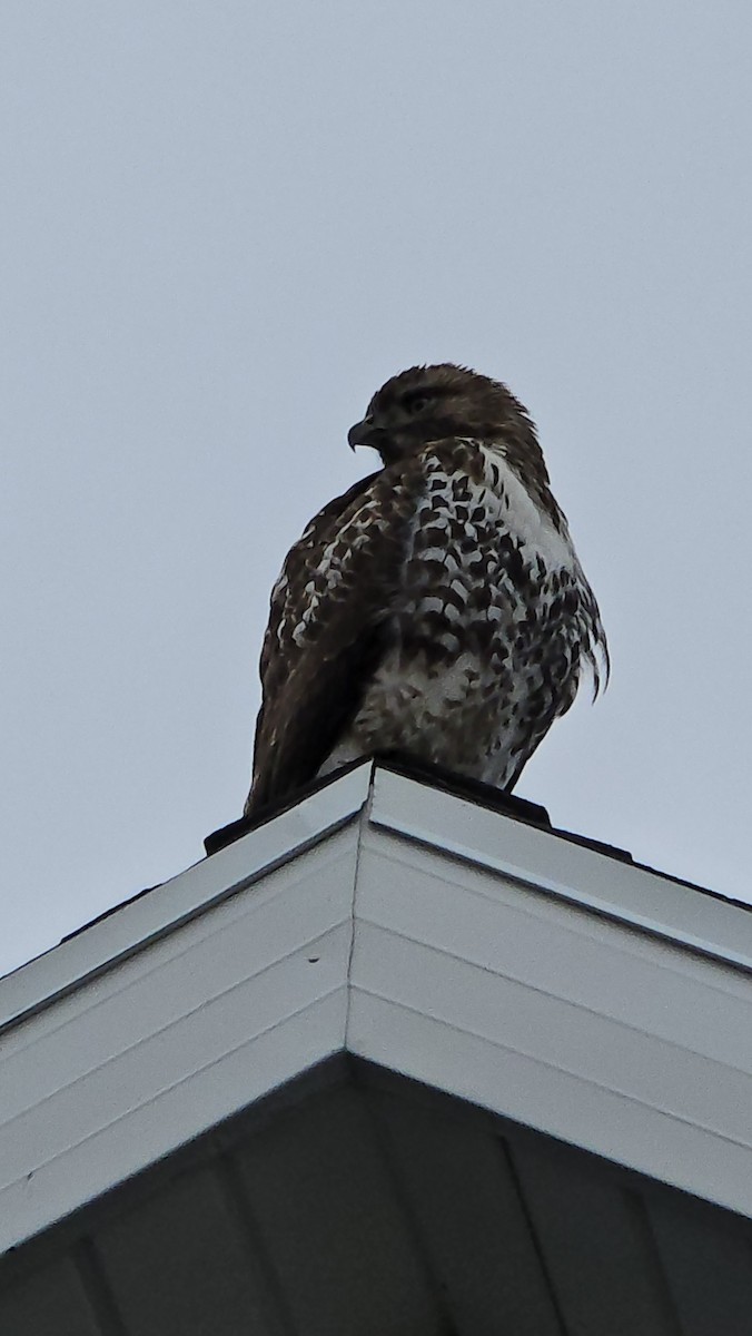 Канюк неоарктичний - ML645548070