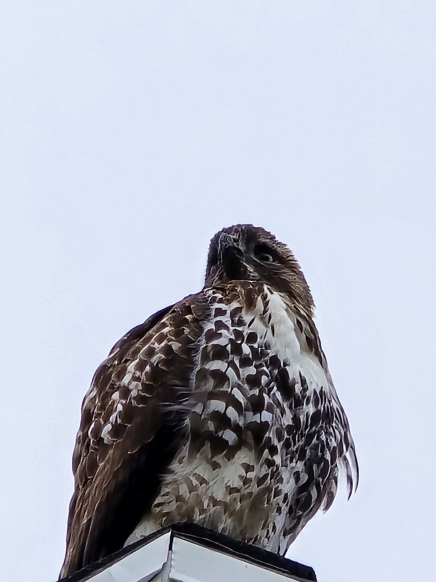 Канюк неоарктичний - ML645548071