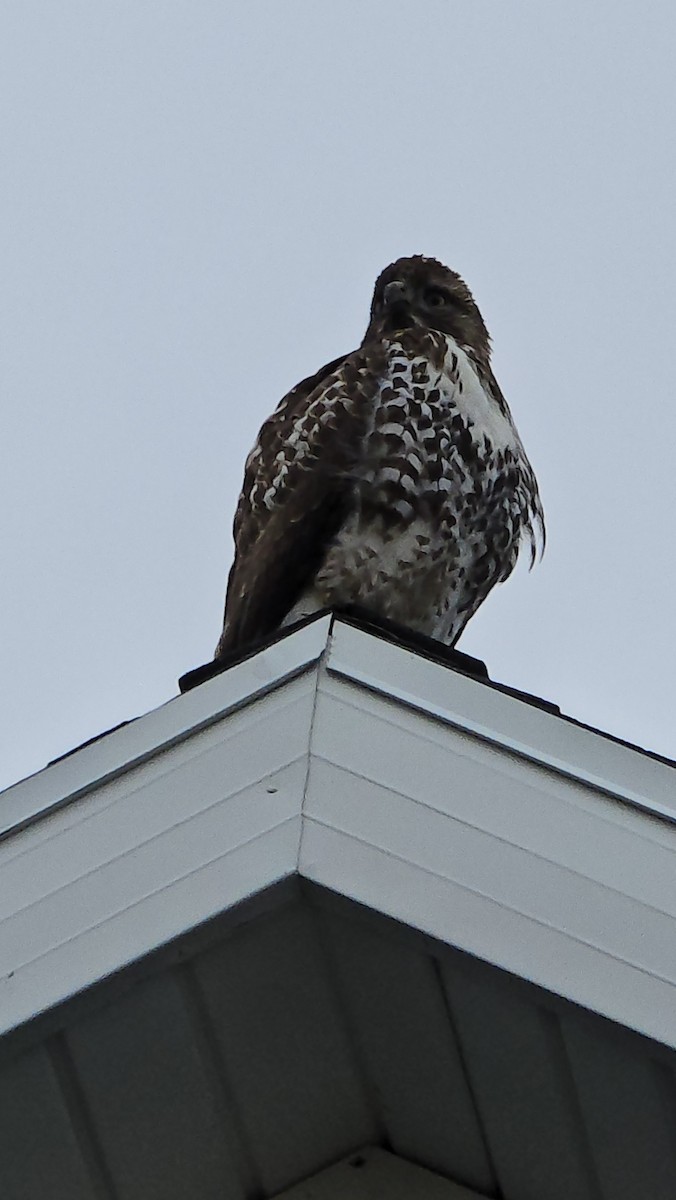 Канюк неоарктичний - ML645548072