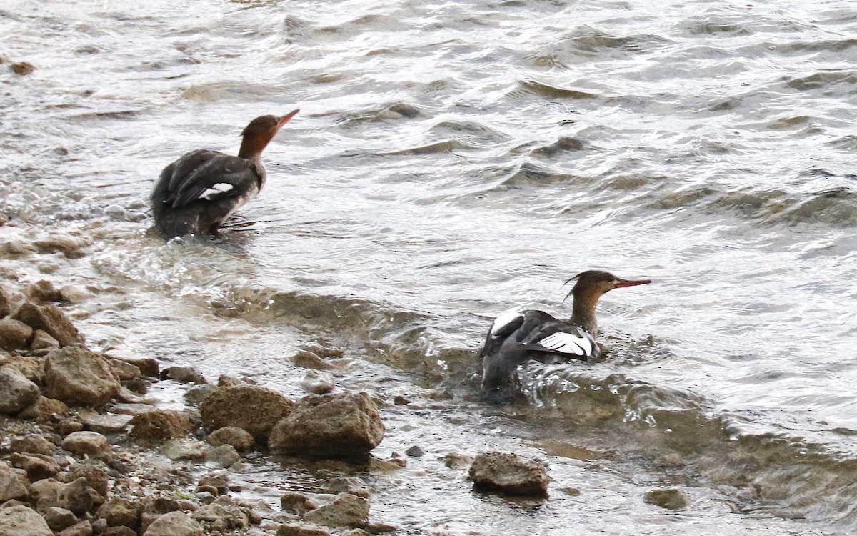 Red-breasted Merganser - ML645548074