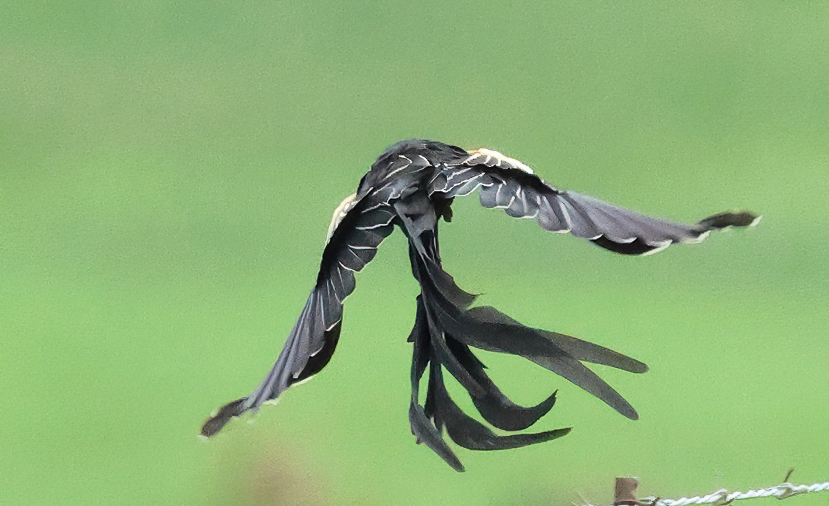 Вайдаг великохвостий - ML645548075