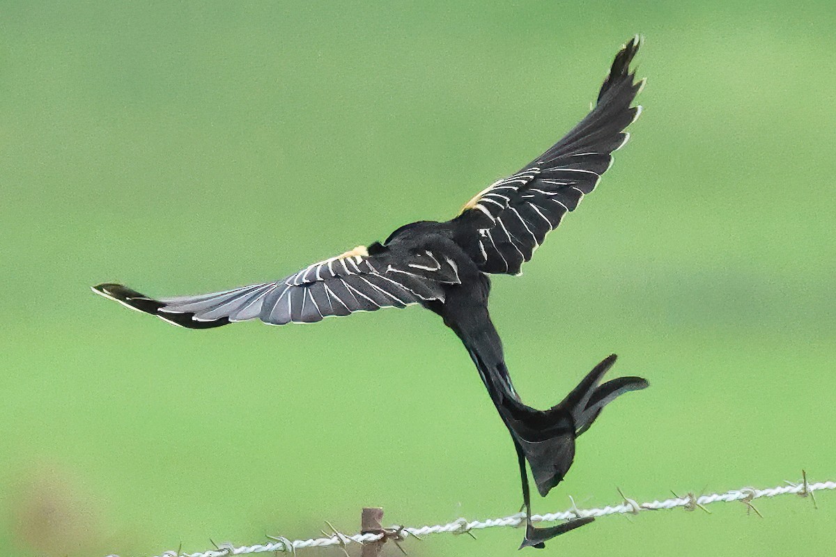 Вайдаг великохвостий - ML645548077