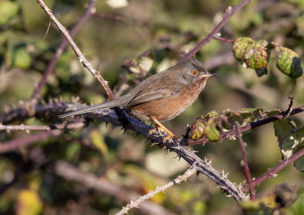 Кропив'янка прованська - ML645548078