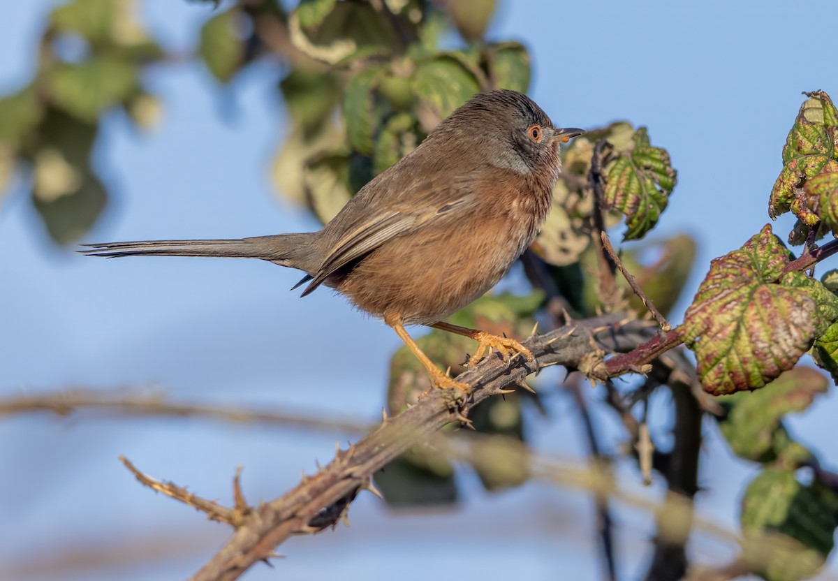 Кропив'янка прованська - ML645548079