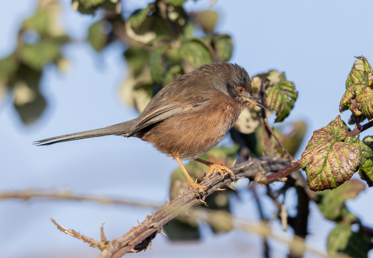 Кропив'янка прованська - ML645548080