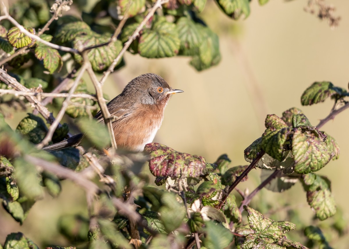 Кропив'янка прованська - ML645548081