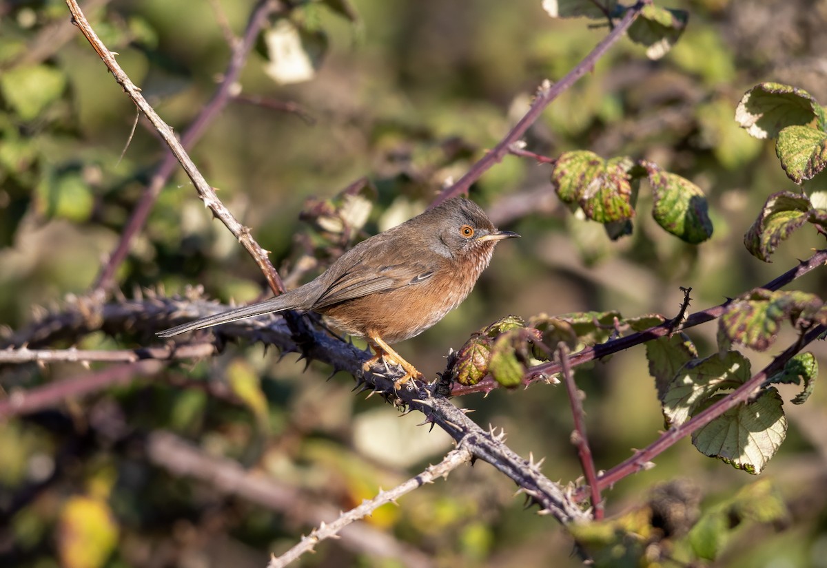 Кропив'янка прованська - ML645548082
