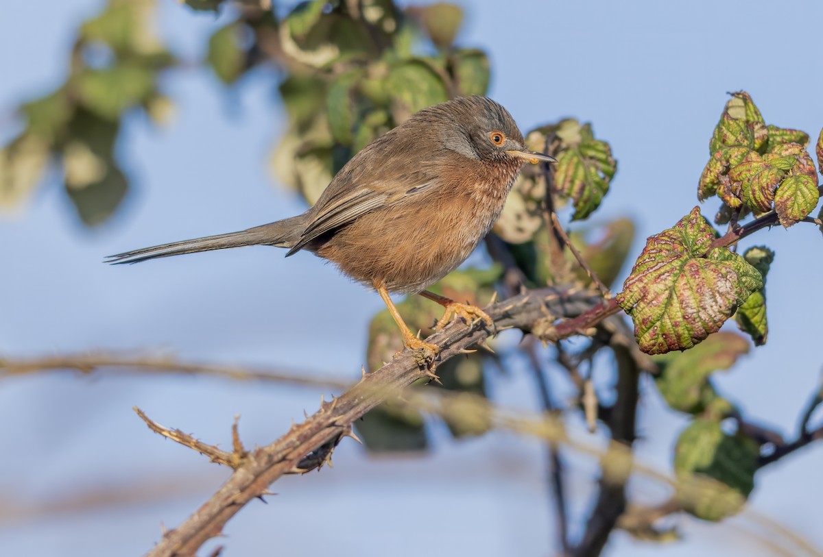 Кропив'янка прованська - ML645548083