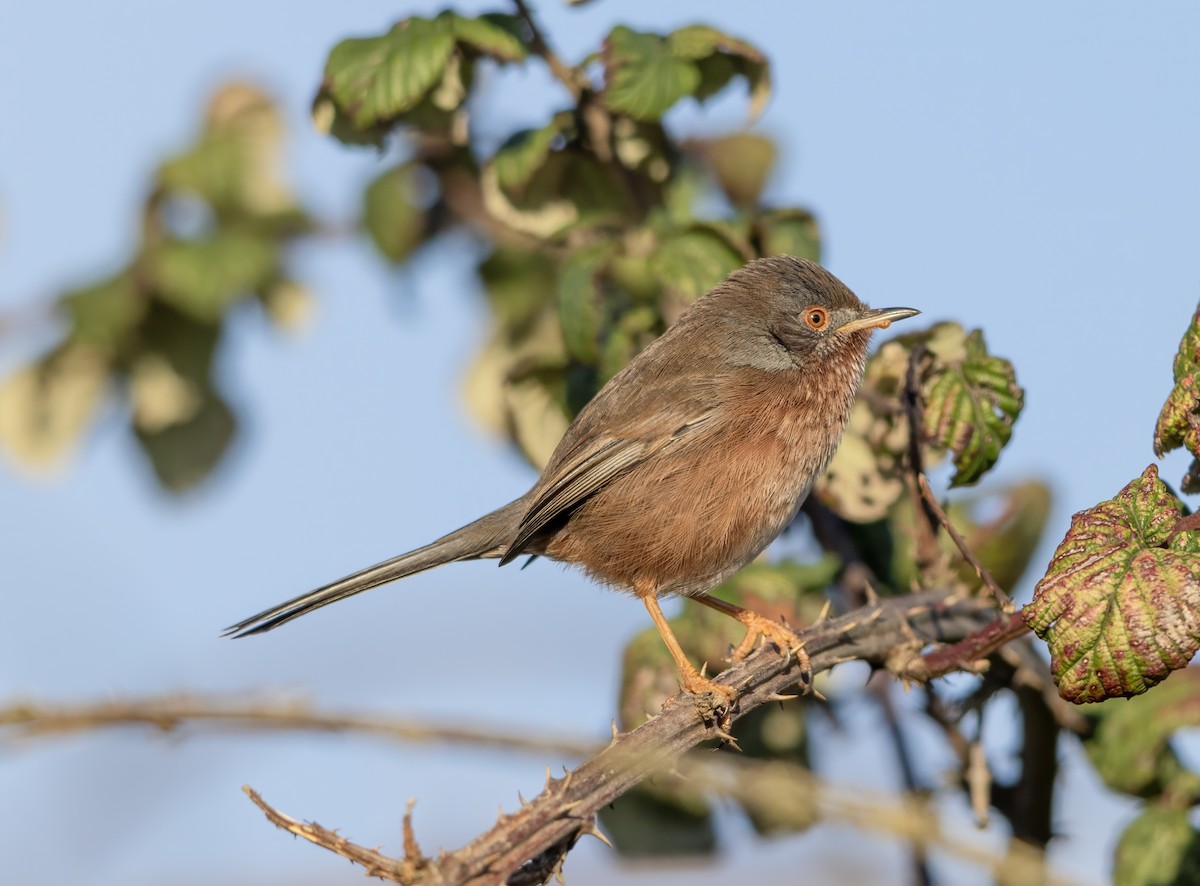 Кропив'янка прованська - ML645548084