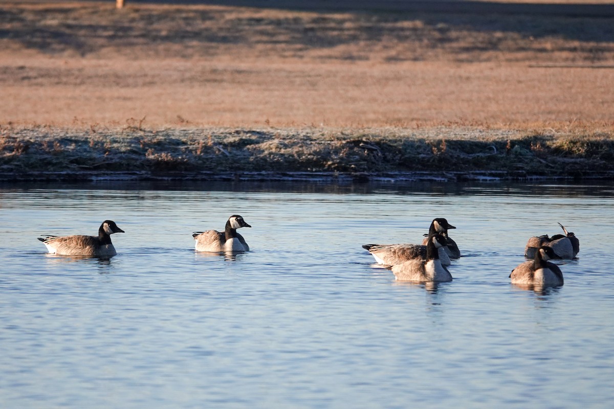小加拿大雁 - ML645548086
