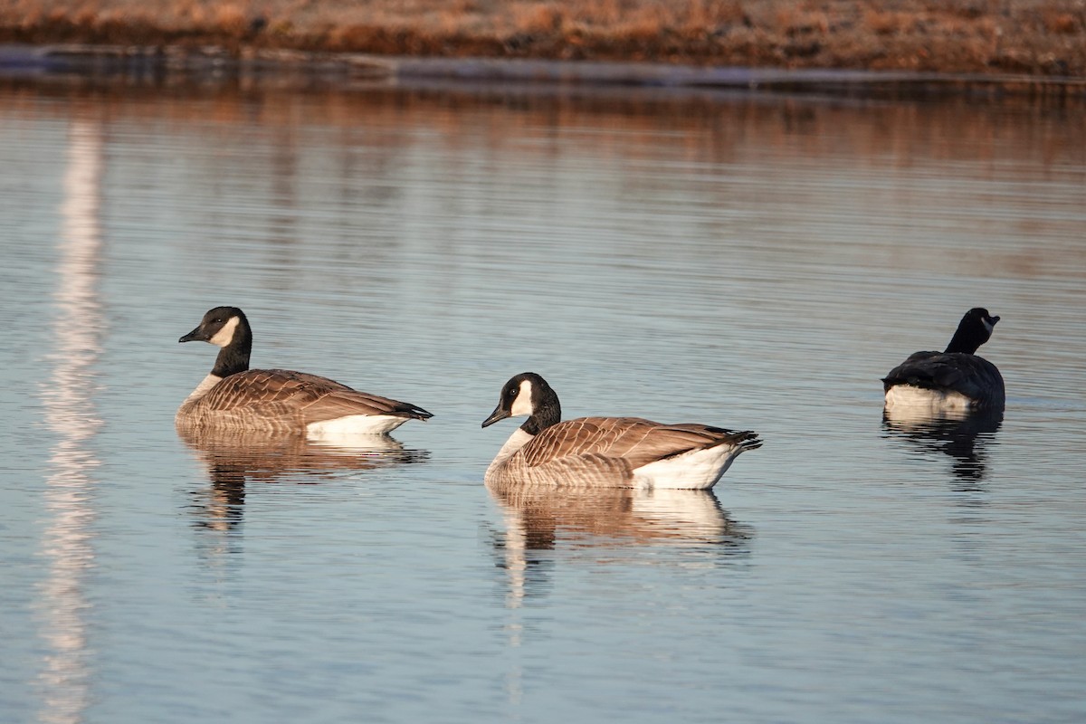 小加拿大雁 - ML645548087
