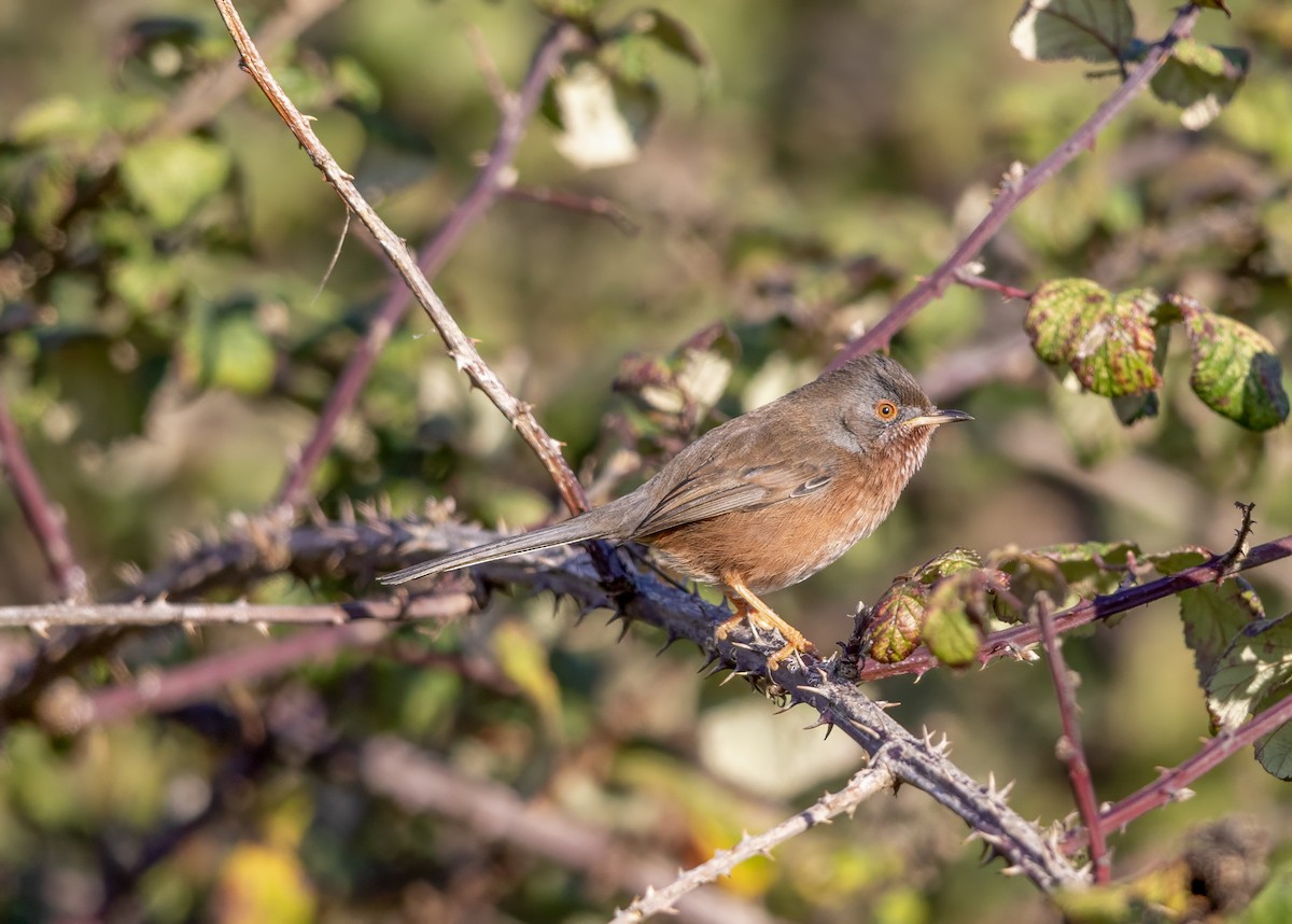 Кропив'янка прованська - ML645548088
