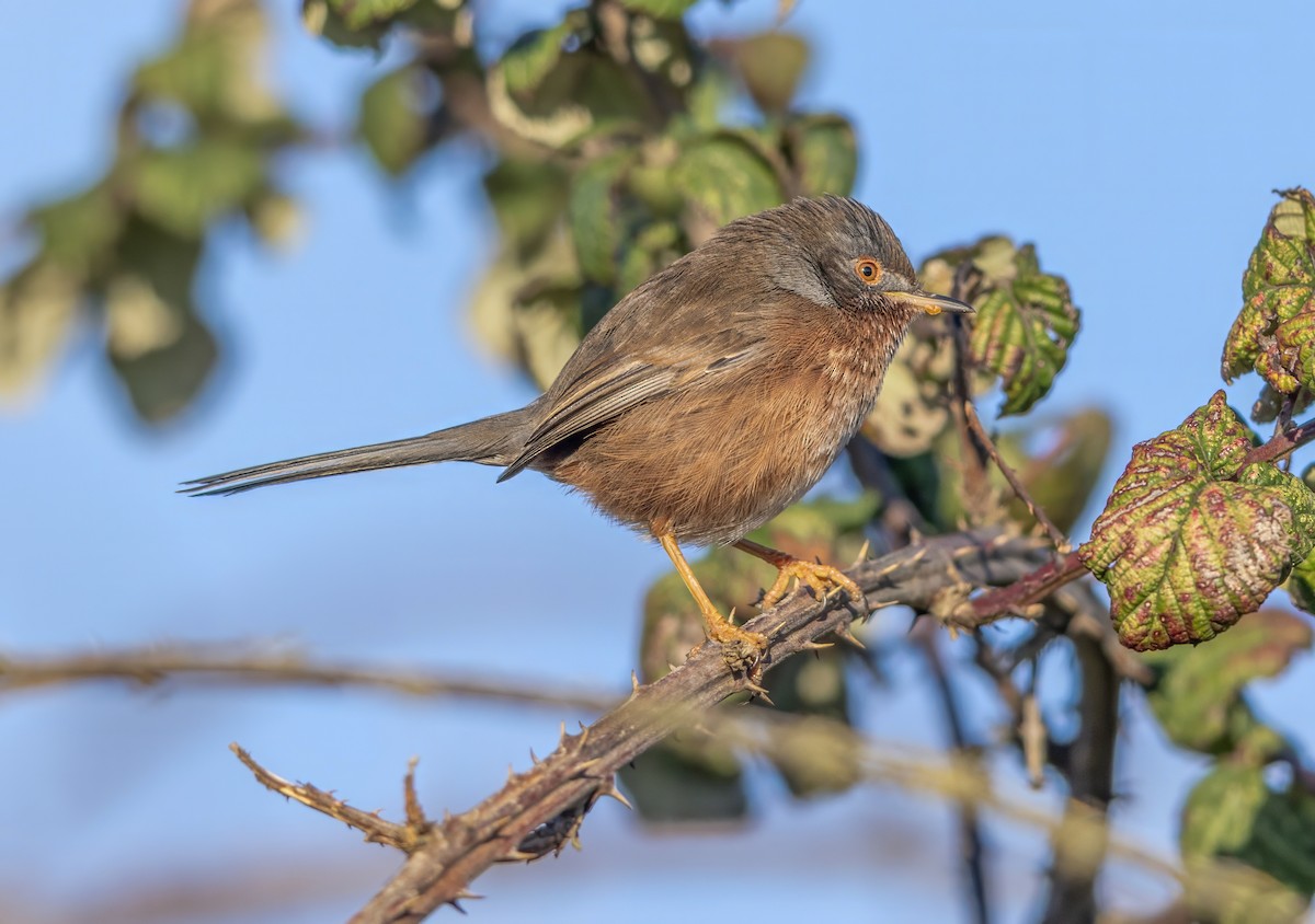 Кропив'янка прованська - ML645548091