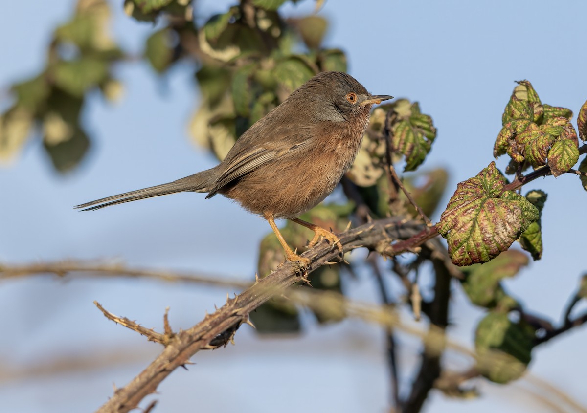 Кропив'янка прованська - ML645548092