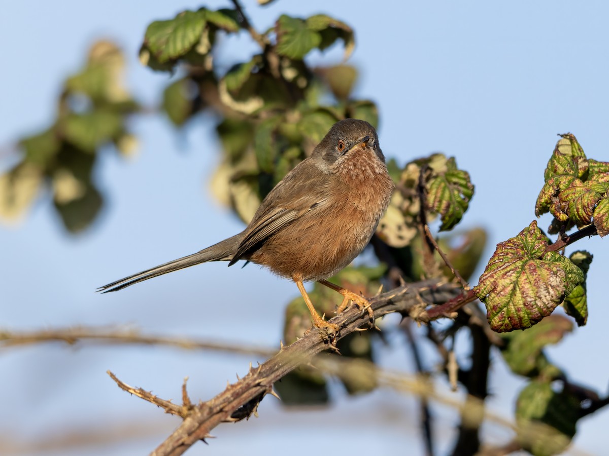 Кропив'янка прованська - ML645548093