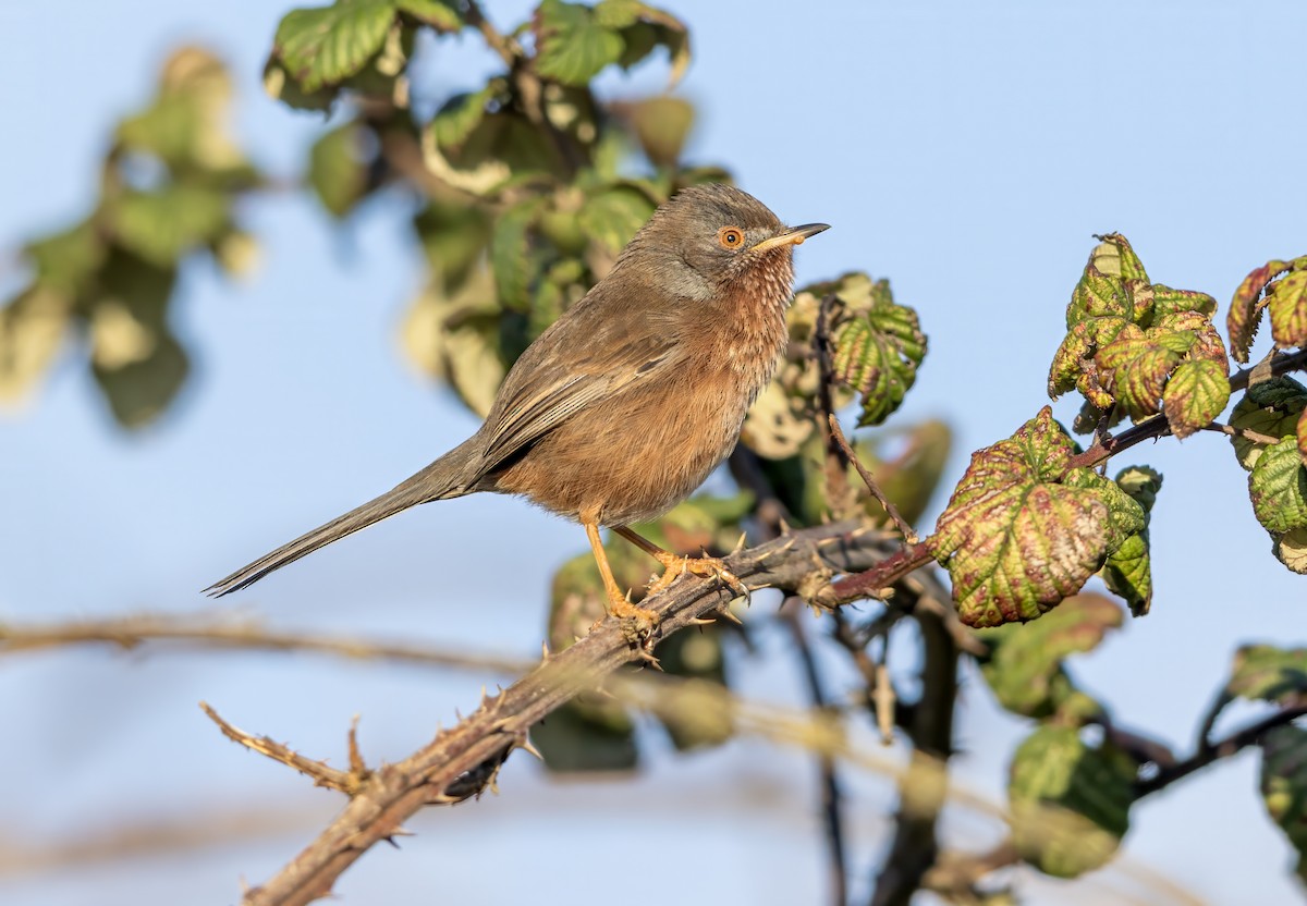 Кропив'янка прованська - ML645548094
