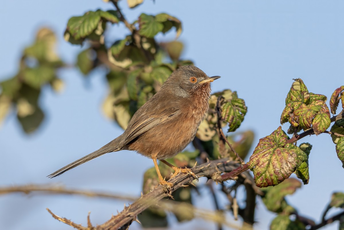 Кропив'янка прованська - ML645548095