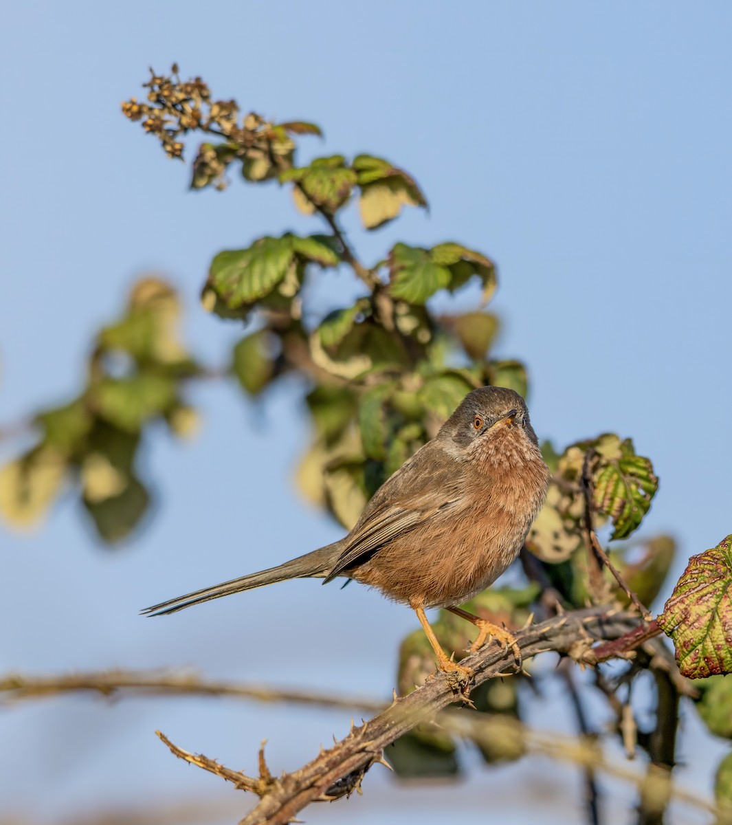 Кропив'янка прованська - ML645548096