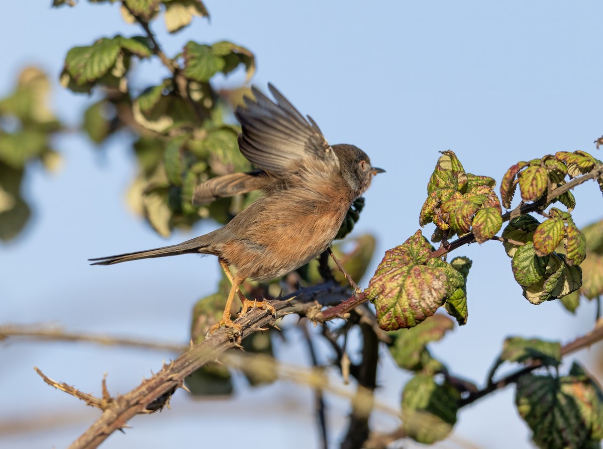 Кропив'янка прованська - ML645548097