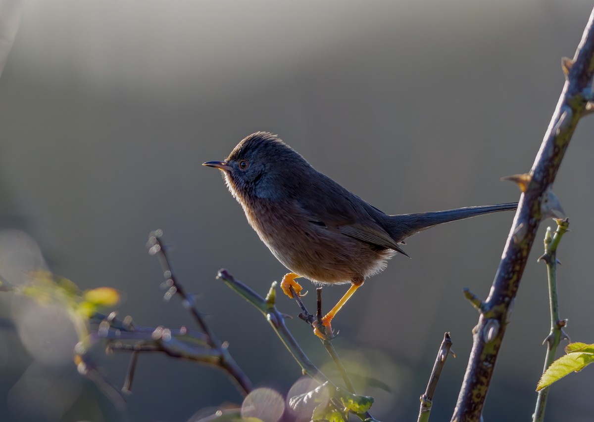 Кропив'янка прованська - ML645548098