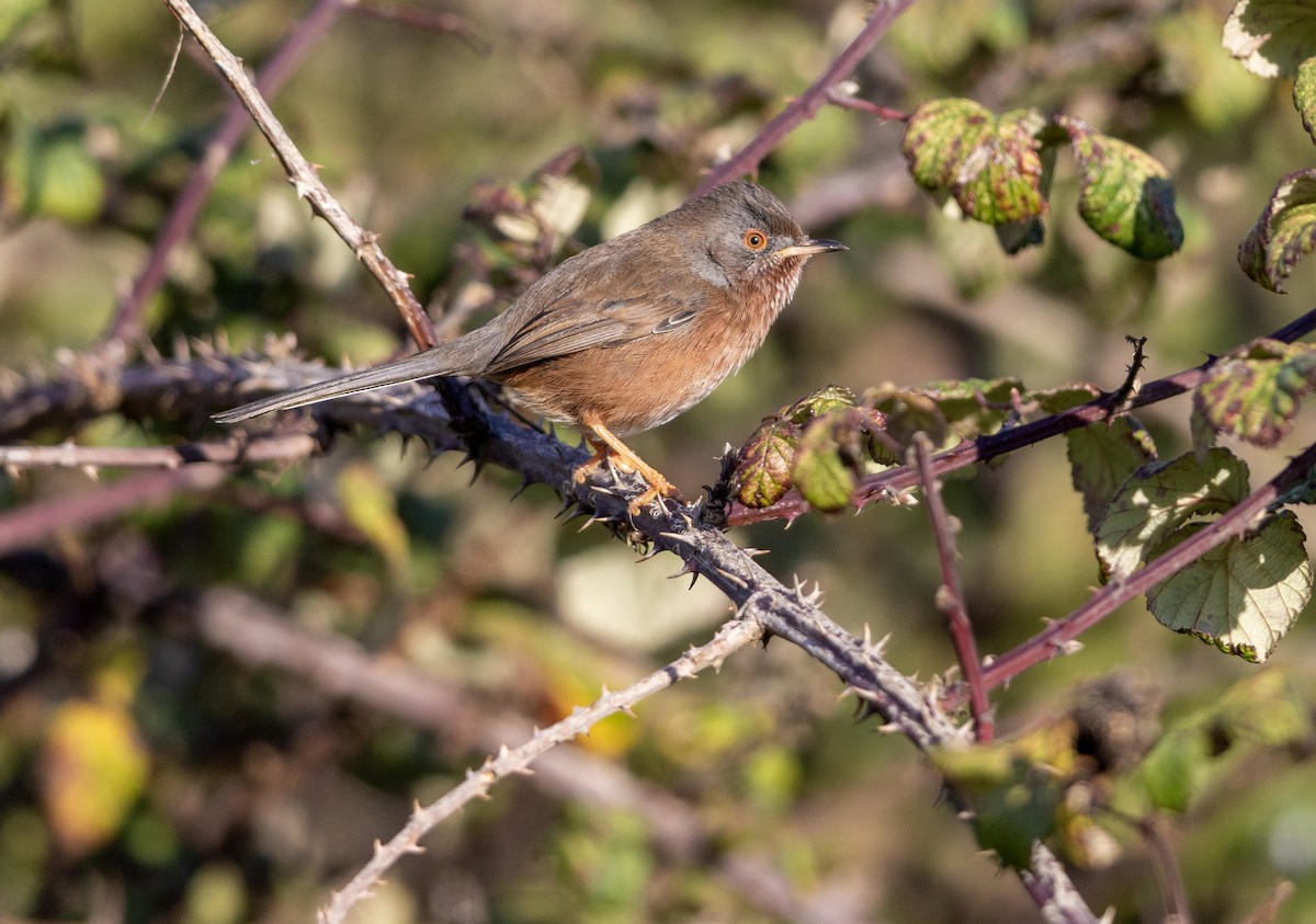 Кропив'янка прованська - ML645548099