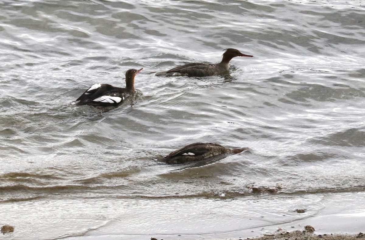 Red-breasted Merganser - ML645548100