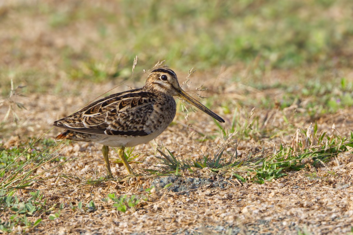 ハリオシギ - ML645548102